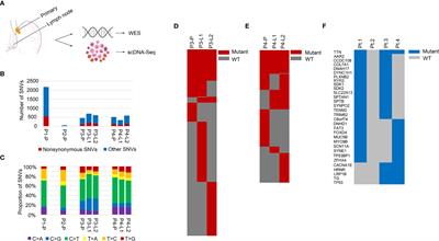 Genomic Heterogeneity and Clonal Evolution in Gastroesophageal Junction Cancer Revealed by Single Cell DNA Sequencing